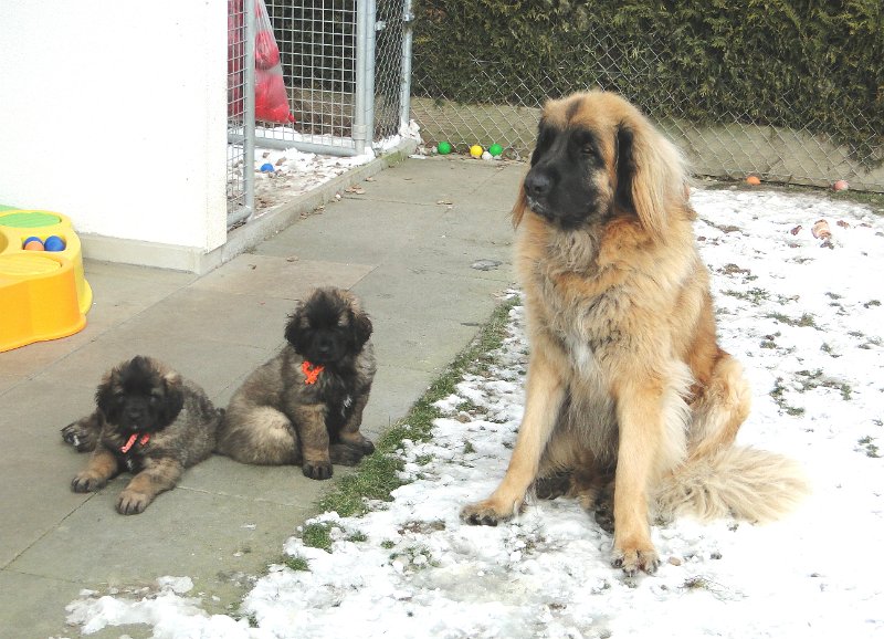 Bellatrix5315.JPG - Fairytale (links), Fire and Ice (Mitte) und JJ (rechts)