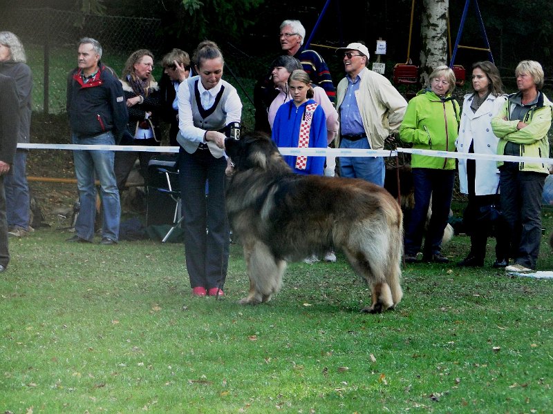 AmicusOptimusAntonius0001.JPG - BOB Leonberg 2012