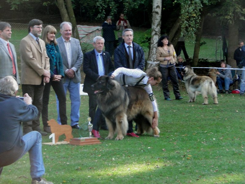 AmicusOptimusAntonius0006.JPG - BOB Leonberg 2012