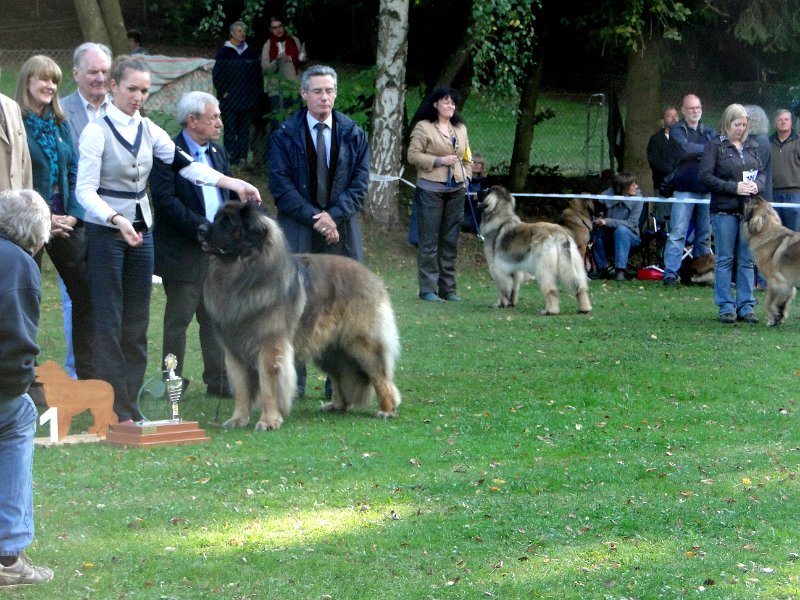 AmicusOptimusAntonius0007.JPG - BOB Leonberg 2012