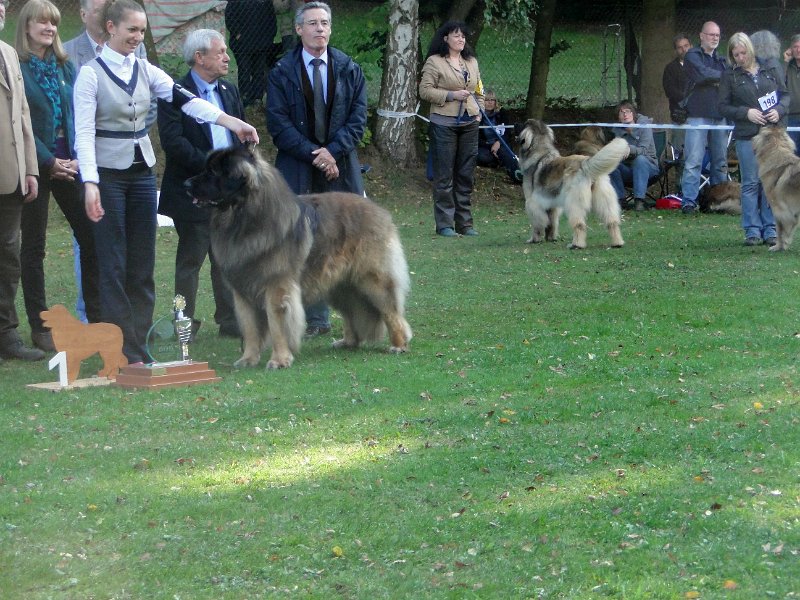 AmicusOptimusAntonius0008.JPG - BOB Leonberg 2012