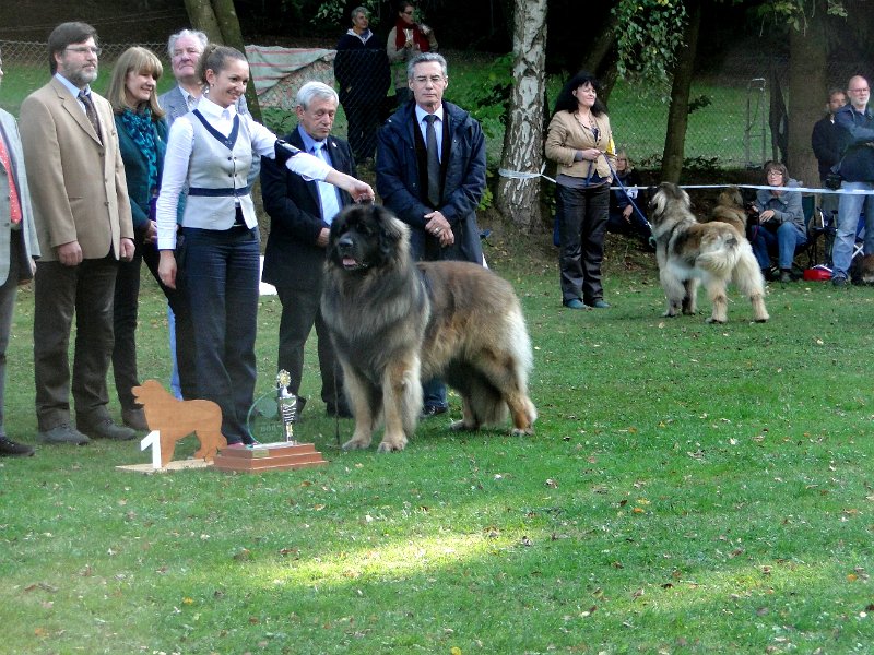AmicusOptimusAntonius0009.JPG - BOB Leonberg 2012