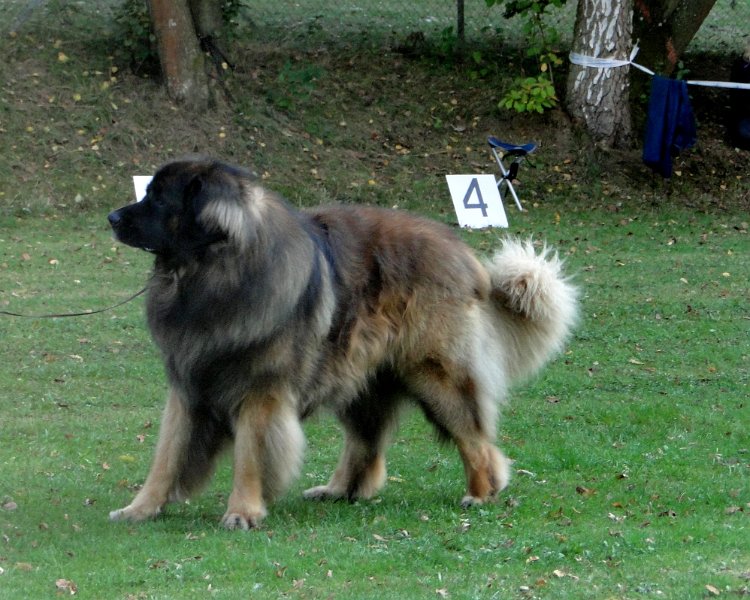 AmicusOptimusAntonius0011.JPG - BOB Leonberg 2012