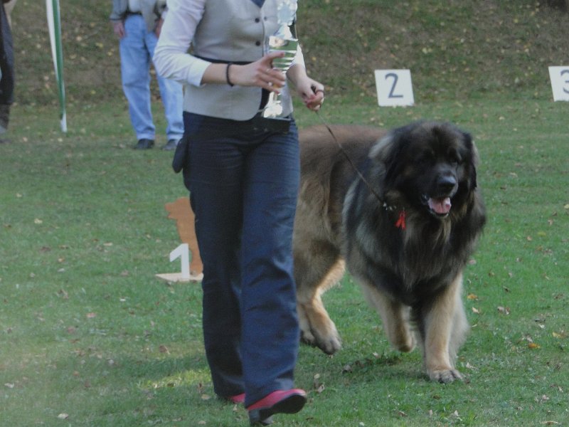 AmicusOptimusAntonius0012.JPG - BOB Leonberg 2012