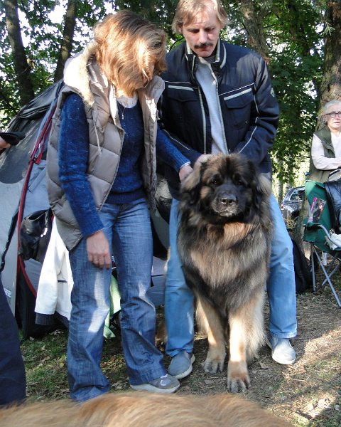 AmicusOptimusAntonius0013.JPG - BOB Leonberg 2012