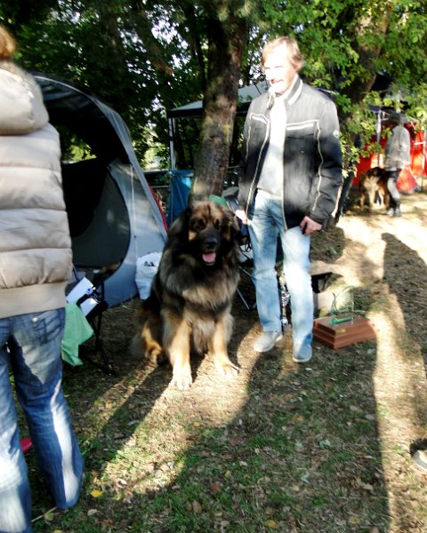 AmicusOptimusAntonius0015.JPG - BOB Leonberg 2012