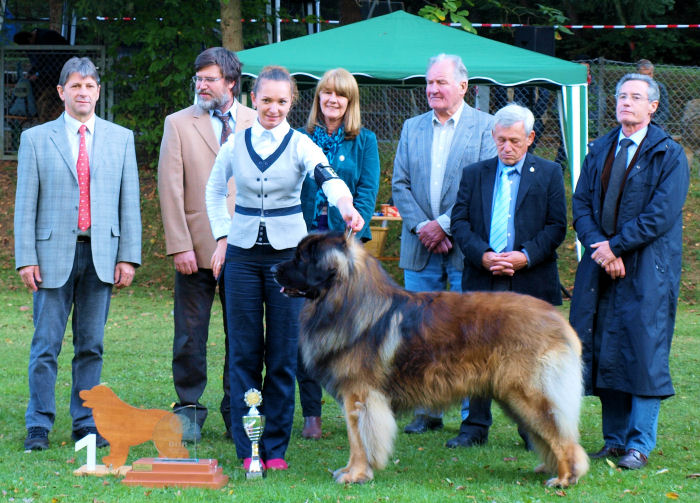 AmicusOptimusAntonius0022.JPG - Ausstellung Leonberg 2012