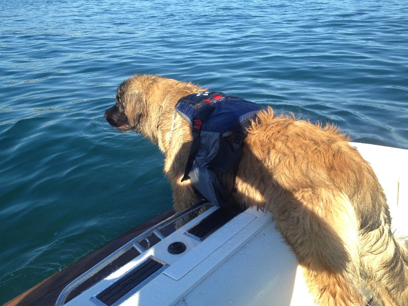 Gandalf0032.JPG - Gandalf Aston