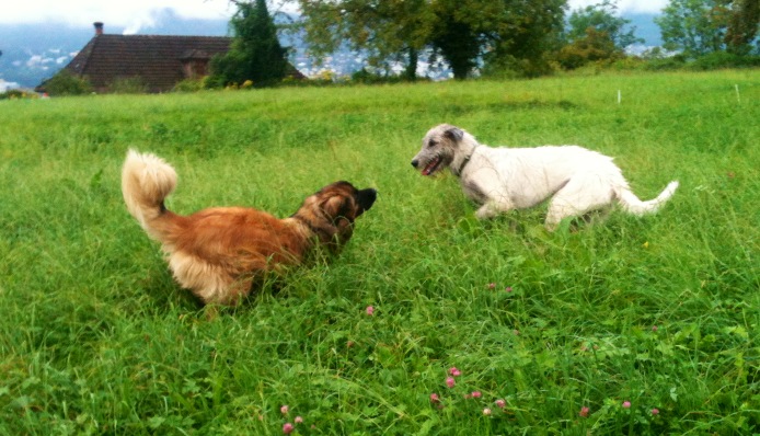 Ghost_0098.JPG - Ghost mit Freund Irish Wolfshound