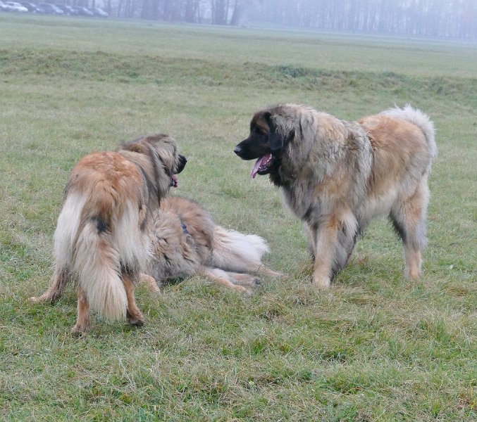 Ghost_0132.JPG - Spielen mit Bruder Grizzly