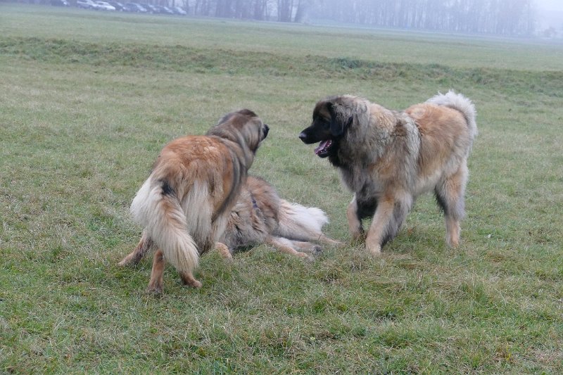 Ghost_0133.JPG - Spielen mit Bruder Grizzly