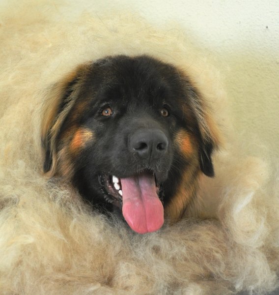 Ghost_0150.jpg - Schaf oder Hund?