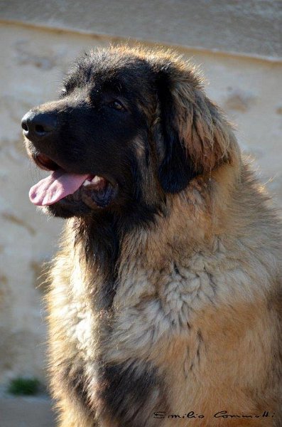 Grizzly0476.jpg - Grizzly-Gourian