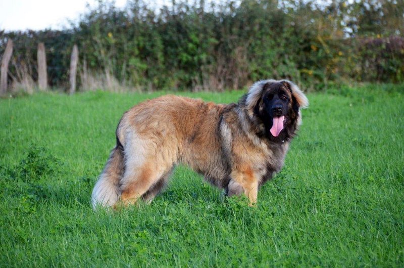 Grizzly0661.jpg - Grizzly-Gourian