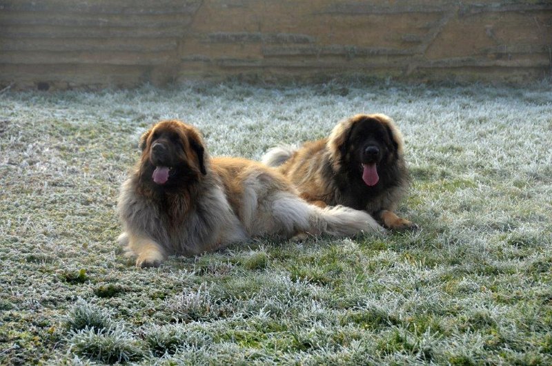 Grizzly0754.jpg - Grizzly-Gourian und Dispo