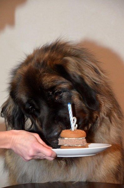 Grizzly1197.jpg - Grizzly-Gourian an seinem 2. Geburtstag