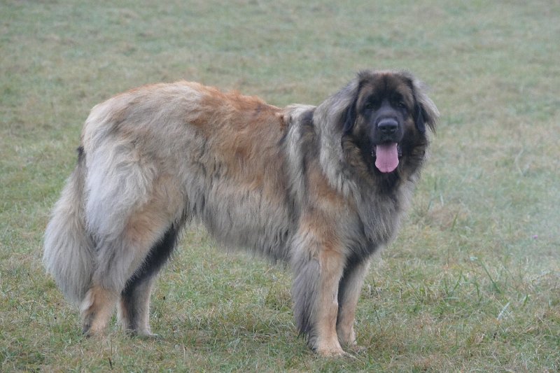 Grizzly1223.JPG - Grizzly-Gourian