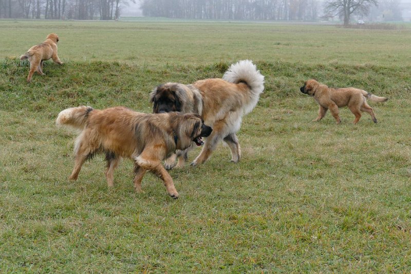 Grizzly1288.JPG - Grizzly-Gourian mit Bruder Ghost