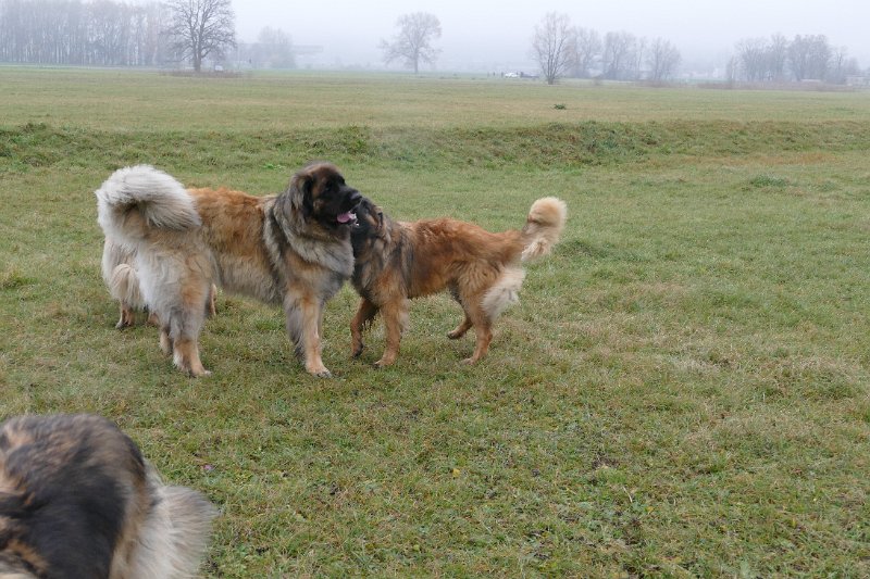 Grizzly1314.JPG - Grizzly-Gourian mit Bruder Ghost