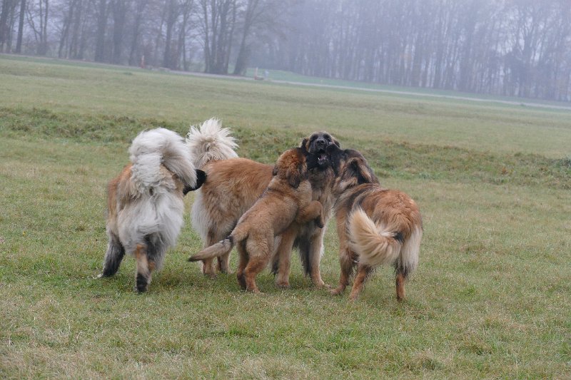 Grizzly1383.JPG - Grizzly-Gourian mit Bruder Ghost, JJ und Iari