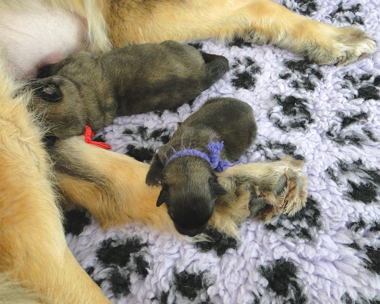 Arwen4502.JPG - Ghost und Grizzly