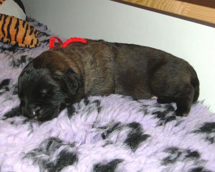 Arwen4522.JPG - Grizzly