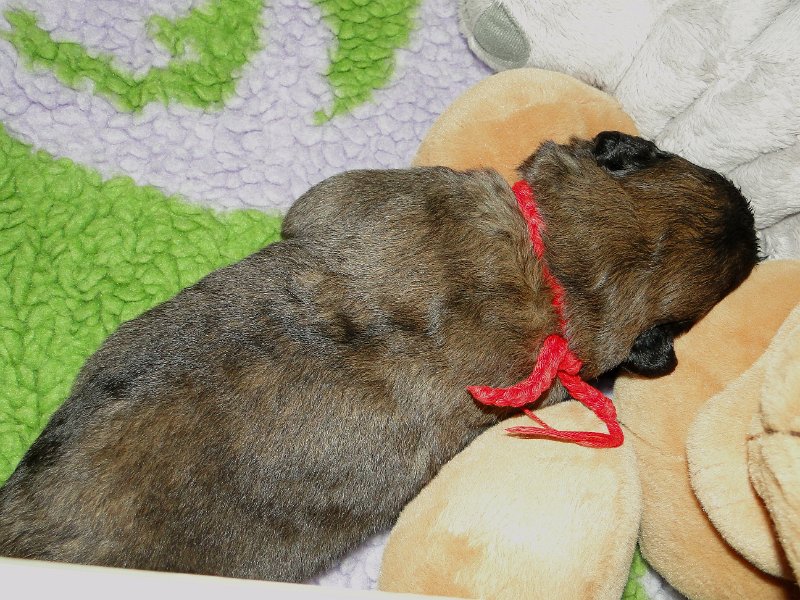 Arwen4556.JPG - Grizzly