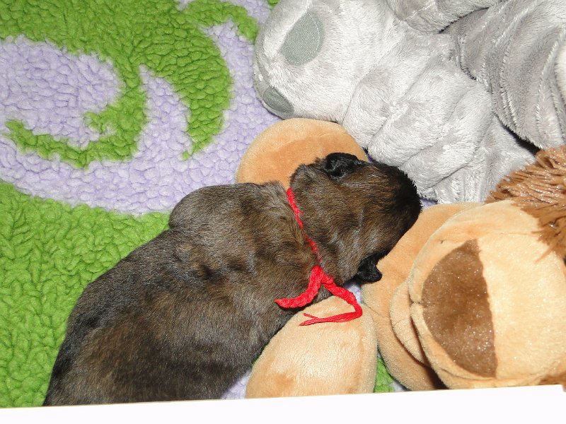Arwen4557.JPG - Grizzly
