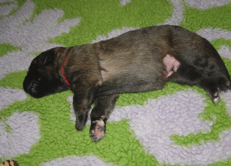 Arwen4559.JPG - Grizzly