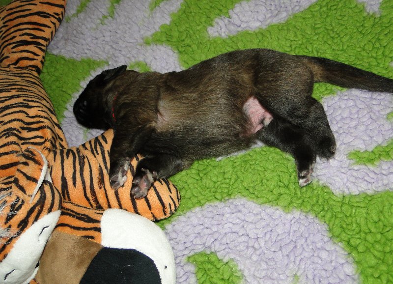 Arwen4560.JPG - Grizzly