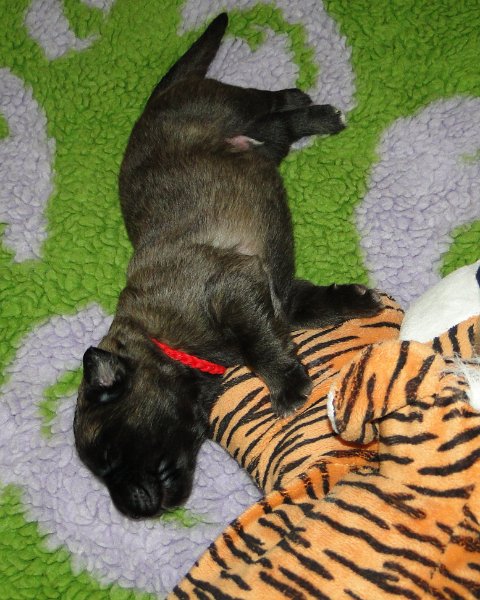 Arwen4562.JPG - Grizzly