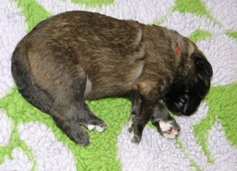 Arwen4595.JPG - Grizzly