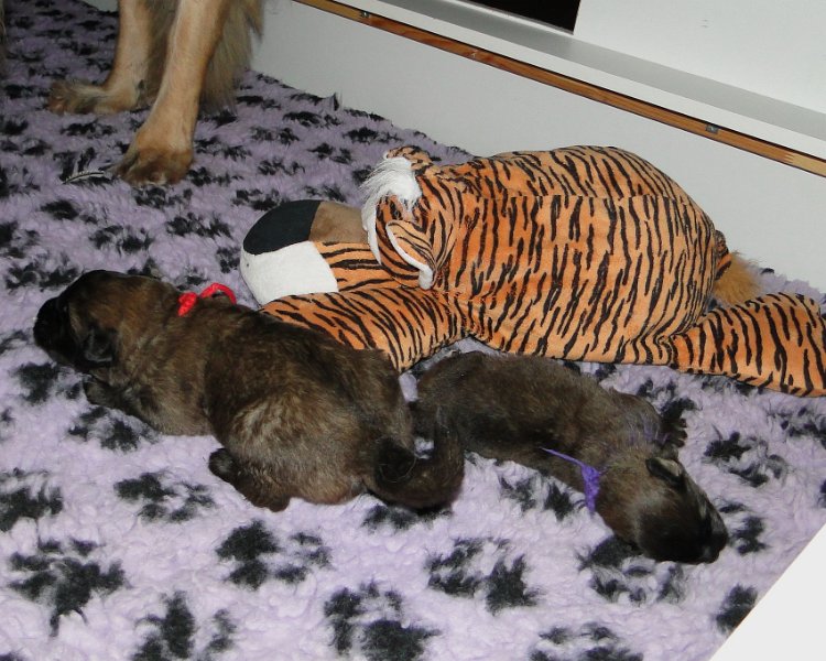 Arwen4604.JPG - Grizzly und Ghost