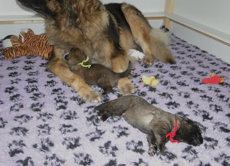 Arwen4629.JPG - Gandalf (oben) und Grizzly (unten) mit Mama Arwen