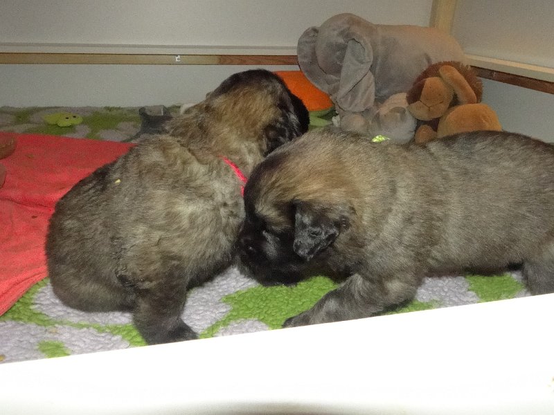 Arwen4652.JPG - Gandalf Aston (rechts) und Grizzly-Gourian (links)