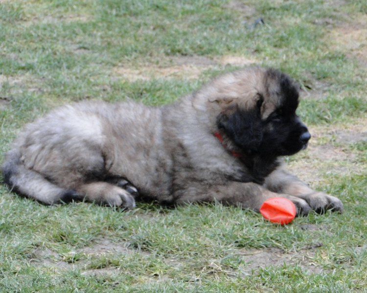 Arwen4840.JPG - Grizzly-Gourian