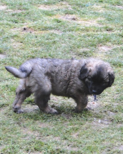 Arwen4844.JPG - Ghost Norris