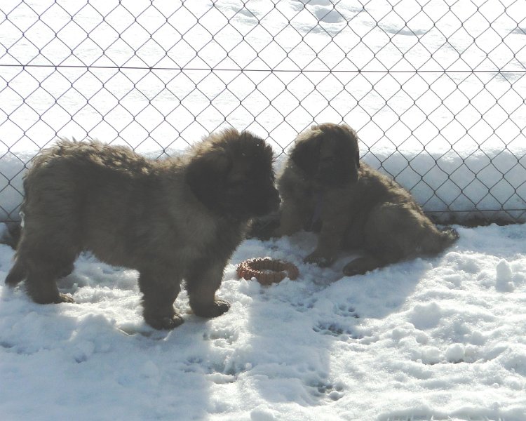 Arwen4864.JPG - Grizzly-Gourian mit Ghost Norris
