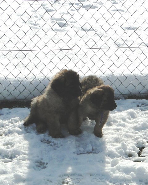 Arwen4865.JPG - Grizzly-Gourian mit Ghost Norris