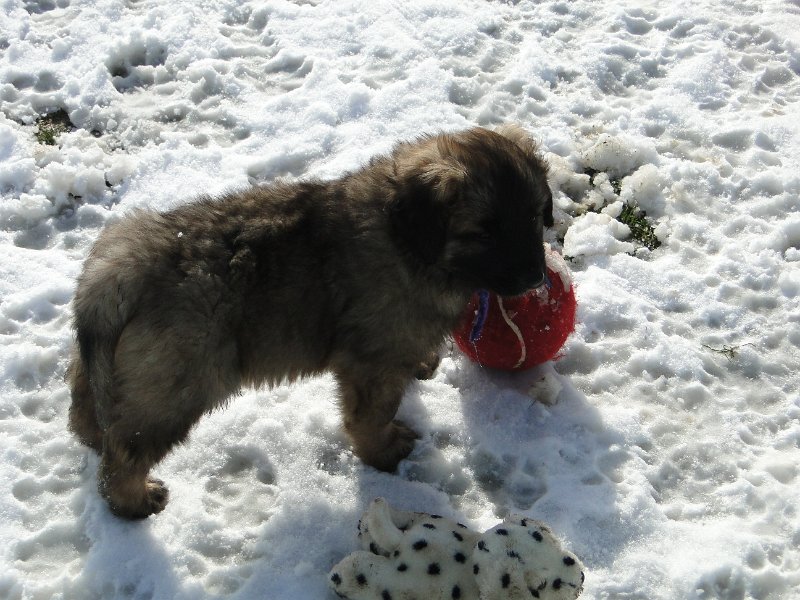 Arwen4868.JPG - Ghost Norris