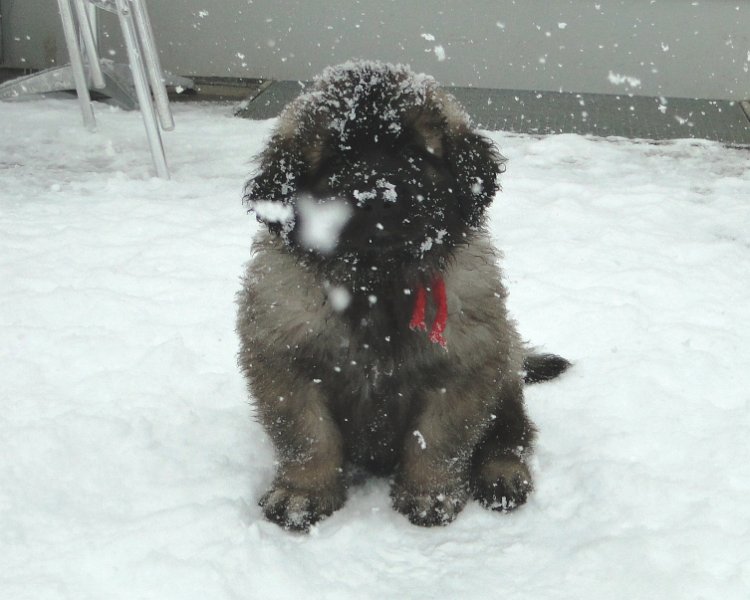 Arwen4878.JPG - Grizzly