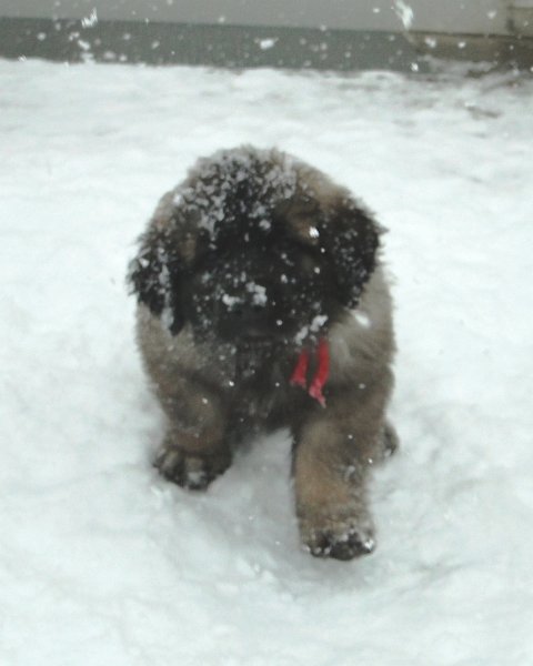 Arwen4879.JPG - Grizzly