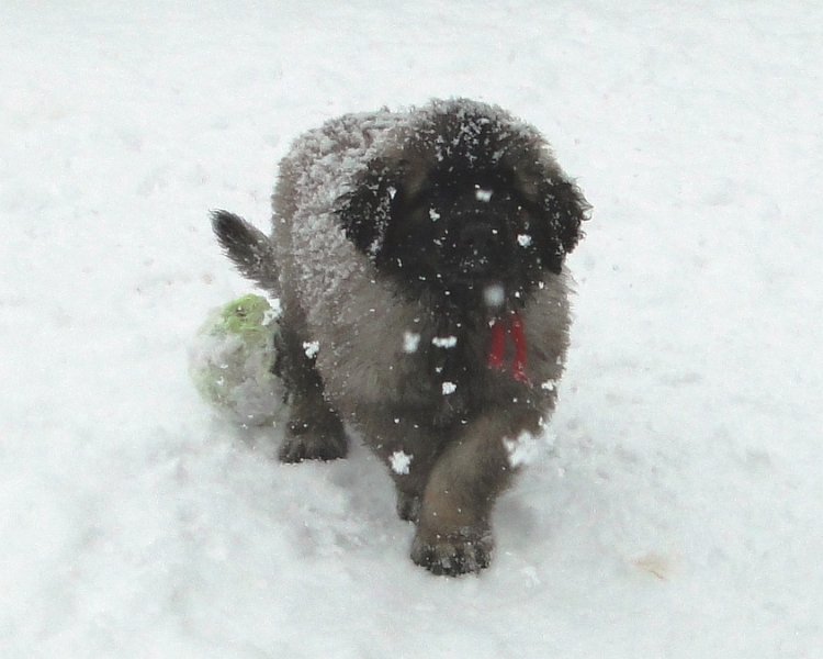 Arwen4880.JPG - Grizzly