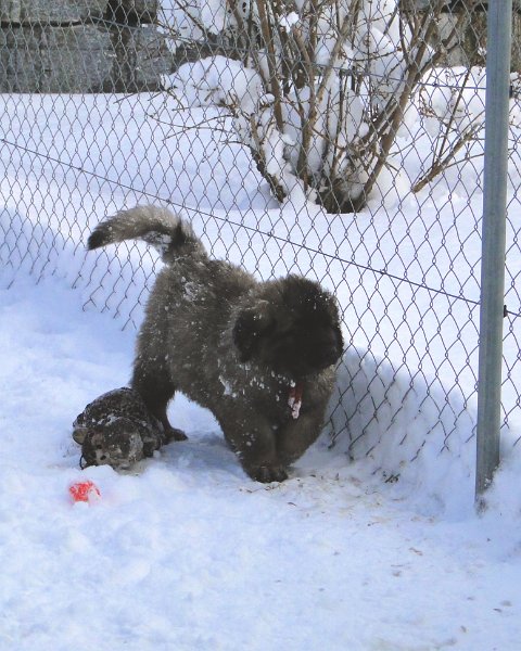 Arwen4892.JPG - Grizzly