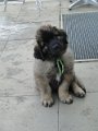 Arwen4976