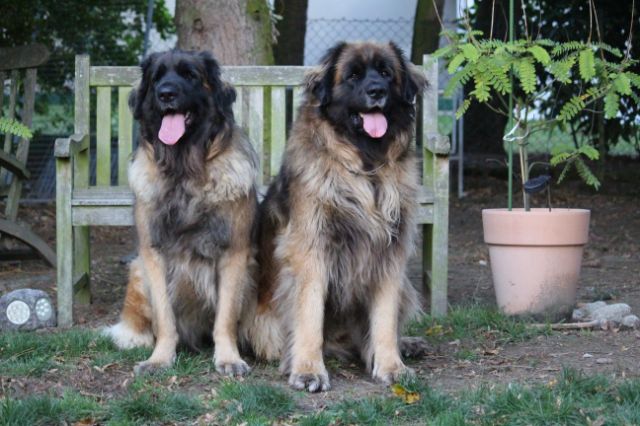 H_Wurf0033.JPG - Bellatrix und Lasse (Fairytroll's X-Mas Elf Zodiac)