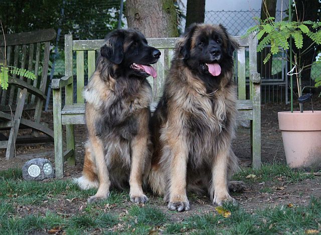 H_Wurf0036.JPG - Bellatrix und Lasse (Fairytroll's X-Mas Elf Zodiac)