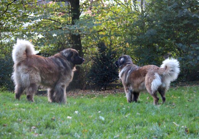 H_Wurf0048.JPG - Bellatrix und Lasse (Fairytroll's X-Mas Elf Zodiac)