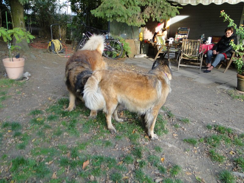 H_Wurf0060.JPG - Bellatrix und Lasse (Fairytroll's X-Mas Elf Zodiac)