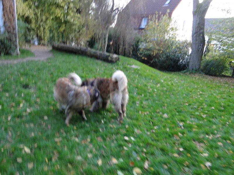 H_Wurf0079.JPG - Bellatrix und Lasse (Fairytroll's X-Mas Elf Zodiac)